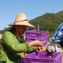 연희농장 이미지