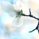 고요한꽃뜰 이미지