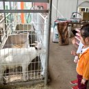 계룡산목장 이미지