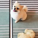 다이아몬독 이미지