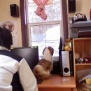 도시 강아지 이미지