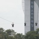 당수초 이미지