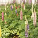 태안별주부마을 이미지