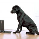 라이코스 이미지