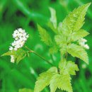 스위트 시슬리(Sweet cicely) 이미지