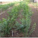 김경애농장 이미지