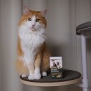 이뮤노팜 이미지