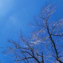 능수벚나무 이미지