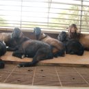 사계절 흑염소 농장 이미지