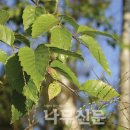 세계의 유용식물자원 이야기① - 동남아산 자작나무 Betula alnoides 이미지