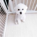 짱이야 애견미용 이미지