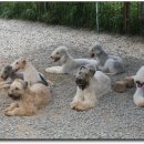 덩이