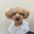 아미고펫 네이버블로그