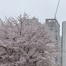 하우 명품대패 네이버블로그