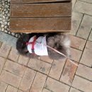 행복한요나네 이미지