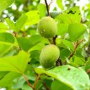 매실(maesil) 이미지