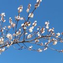 매화마을길 이미지