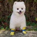 아이도그 이미지