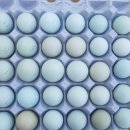 강원도 청계 농장 이미지