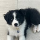 베리굿동물병원 이미지