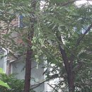 참중나무 이미지