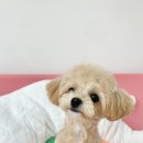 오마이펫