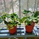 서울농약종묘사 이미지