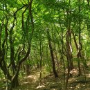 숲속의궁전 이미지