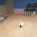 펫도그 애견스쿨 이미지