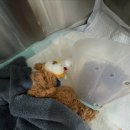 24시청주나음동물메디컬 | 청주동물병원 24시청주나음동물메디컬에서 잠복고환 수술 무사히 마쳤어요