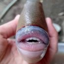 하얀물고기 이미지