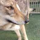 복종 | 🐺 울프독 삼둥이 훈련소 리얼 후기｜대형견 훈련, 복종 훈련, 쇼독 준비까지!