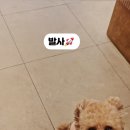 양산 애견호텔유치원 우리집첫째 이미지