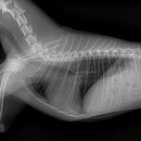 이솜동물병원 이미지