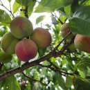 부흥마을 이미지