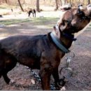 BOSS켄넬 이미지