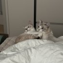 마음을 읽어주는 마음동물병원 | 수성구 동물병원 추천/반려동물 강아지 고양이 동물병원/대구 수성구 마음을읽어주는 마음동물병원에서...