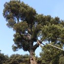 최충영정 이미지