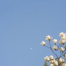 살구꽃공원 이미지