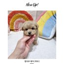 딜라잇독 이미지