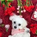 놀러오개 애견유치원 애견호텔 에버랜드점 이미지