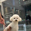 온달 그루밍 이미지