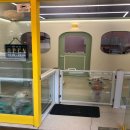 시크쁘숑 이미지