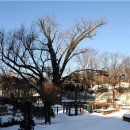 방학동 은행나무 이미지