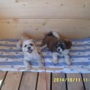 소나무농장 이미지