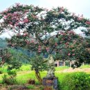 남평동초등학교 이미지