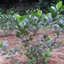 미소농장 이미지