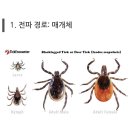 야외 활동 時 진드기 기피제 권장 이미지