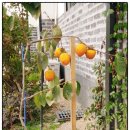 연계콩마을 이미지