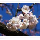 살구꽃공원 이미지